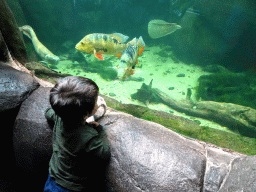 Max with Tiger Oscars, a Silver Arowana and other fish at the Amazone area at the Oceanium at the Diergaarde Blijdorp zoo