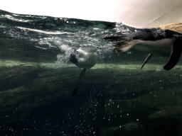 Gentoo Penguins at the Falklands section at the Oceanium at the Diergaarde Blijdorp zoo