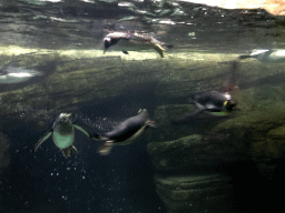 King Penguin and Gentoo Penguins at the Falklands section at the Oceanium at the Diergaarde Blijdorp zoo