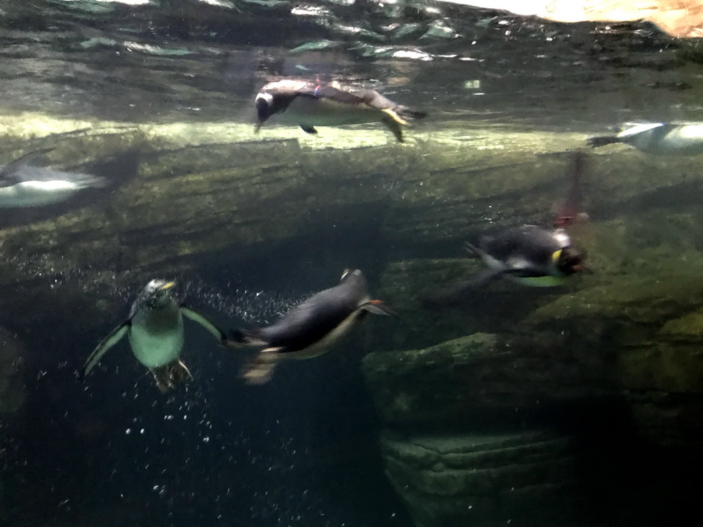 King Penguin and Gentoo Penguins at the Falklands section at the Oceanium at the Diergaarde Blijdorp zoo