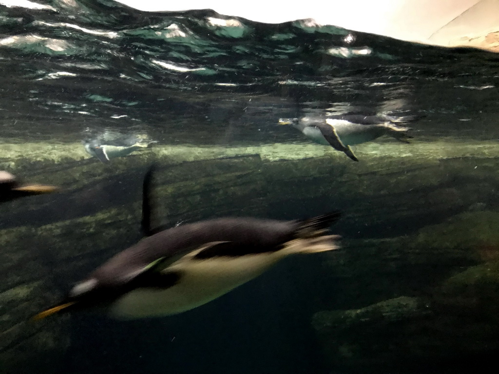 Gentoo Penguins at the Falklands section at the Oceanium at the Diergaarde Blijdorp zoo