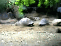 Galapagos Tortoises at the Galapagos section at the Oceanium at the Diergaarde Blijdorp zoo