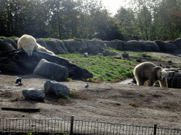 Polar Bears at the North America area at the Diergaarde Blijdorp zoo