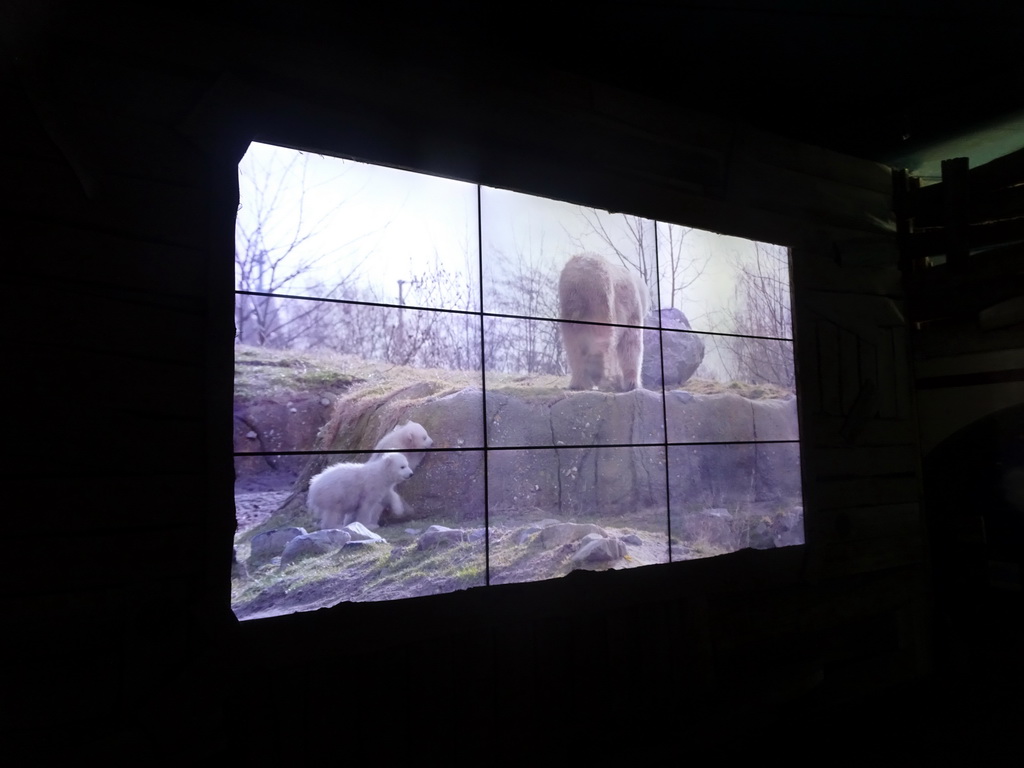 Movie on Polar Bears at the North America area at the Diergaarde Blijdorp zoo