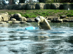 Polar Bear at the North America area at the Diergaarde Blijdorp zoo