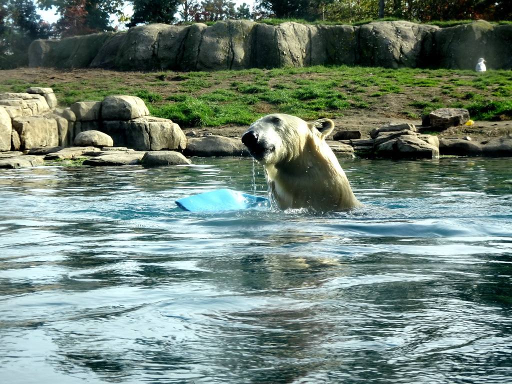 Polar Bear at the North America area at the Diergaarde Blijdorp zoo