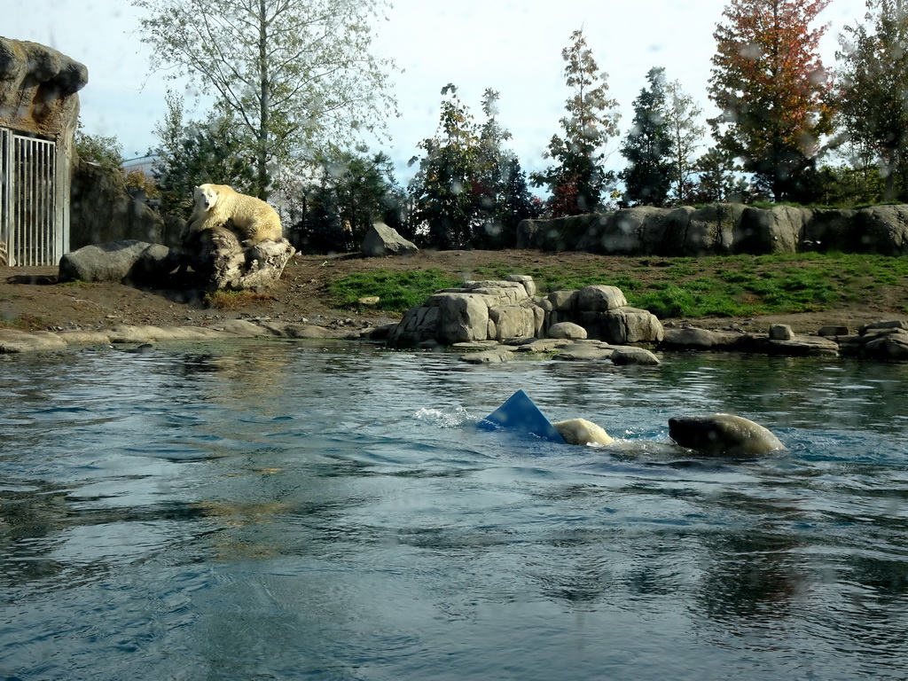 Polar Bears at the North America area at the Diergaarde Blijdorp zoo