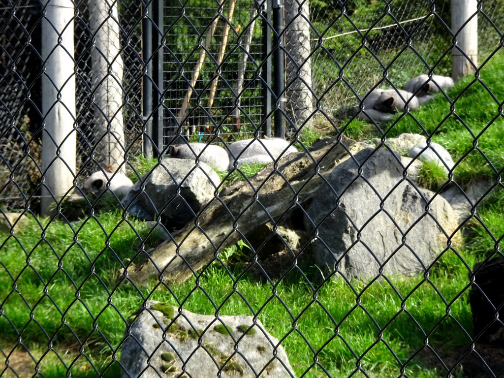 Arctic Foxes at the North America area at the Diergaarde Blijdorp zoo