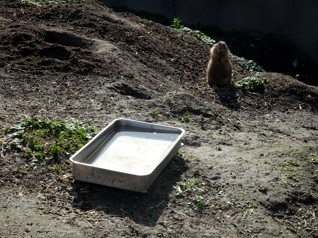 Prairie Dog at the North America area at the Diergaarde Blijdorp zoo