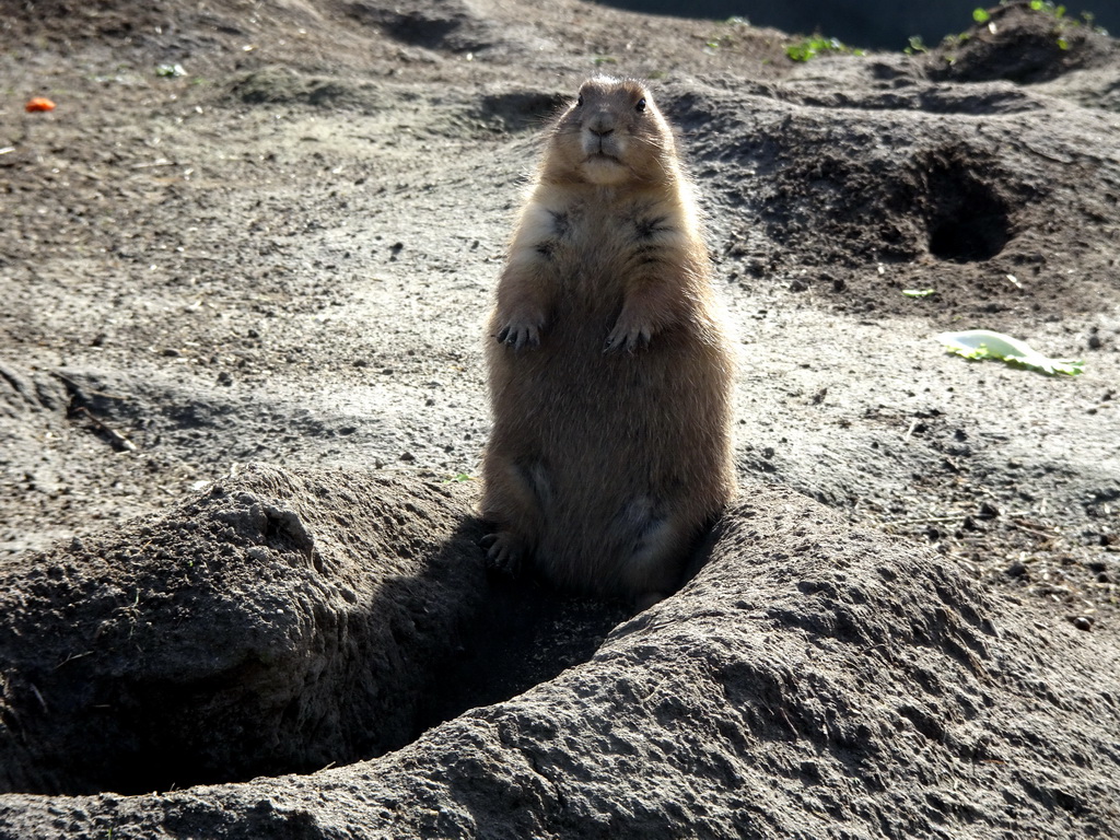 Prairie Dog at the North America area at the Diergaarde Blijdorp zoo