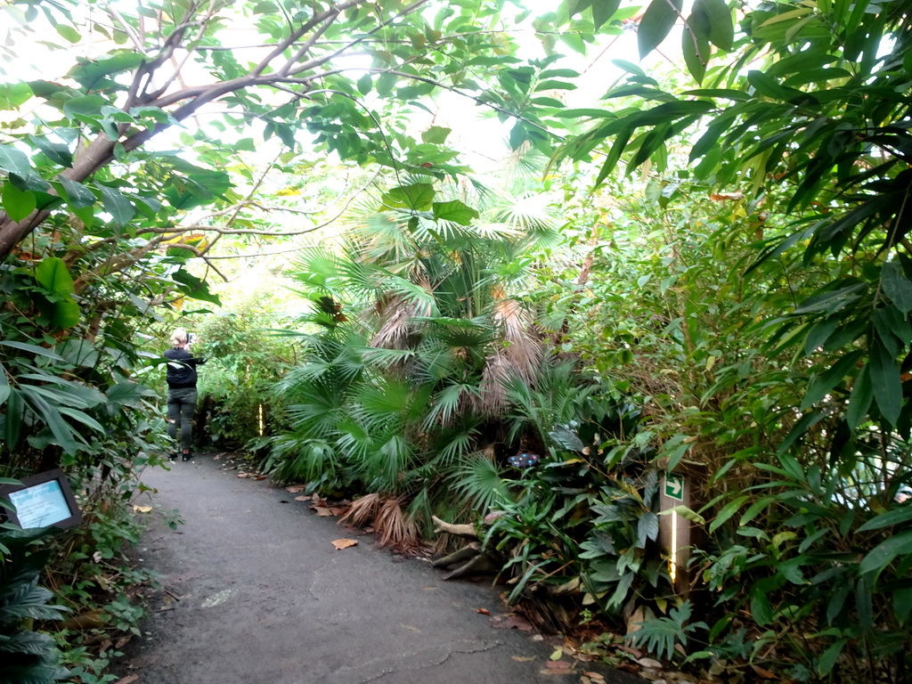 Interior of the Amazonica building at the South America area at the Diergaarde Blijdorp zoo