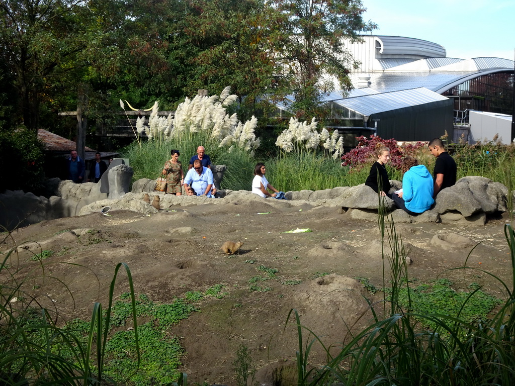 Prairie Dogs at the North America area at the Diergaarde Blijdorp zoo, viewed from the playground in front of the theatre of the Vrije Vlucht Voorstelling at the South America area