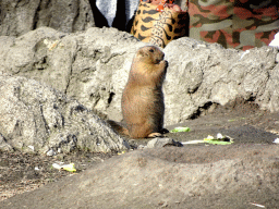 Prairie Dog at the North America area at the Diergaarde Blijdorp zoo, viewed from the playground in front of the theatre of the Vrije Vlucht Voorstelling at the South America area