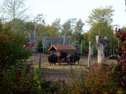 Bisons at the North America area at the Diergaarde Blijdorp zoo, viewed from the playground in front of the theatre of the Vrije Vlucht Voorstelling at the South America area