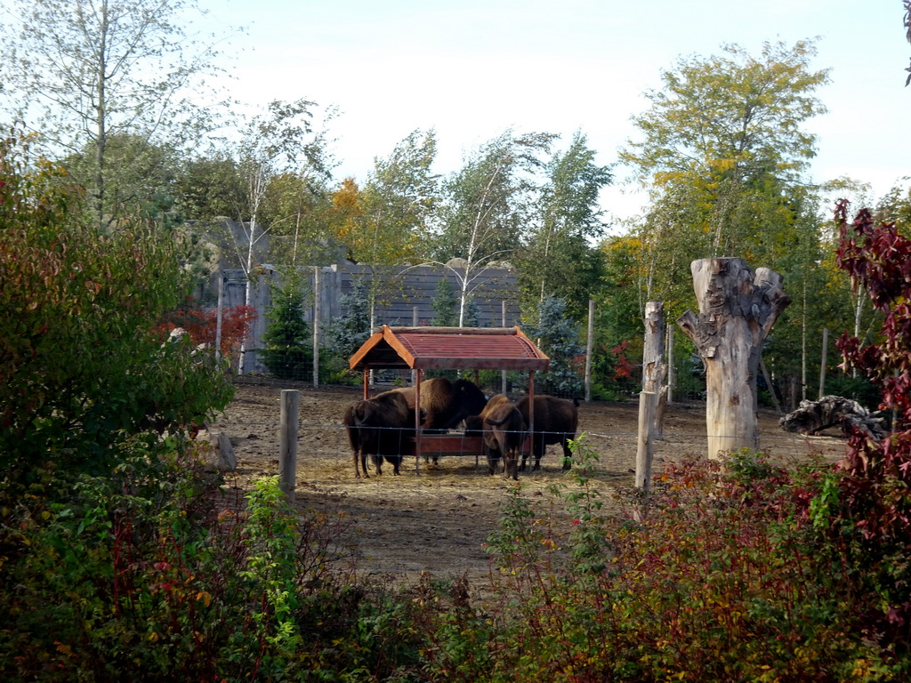 Bisons at the North America area at the Diergaarde Blijdorp zoo, viewed from the playground in front of the theatre of the Vrije Vlucht Voorstelling at the South America area