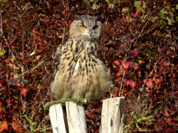 Owl during the Vrije Vlucht Voorstelling at the South America area at the Diergaarde Blijdorp zoo