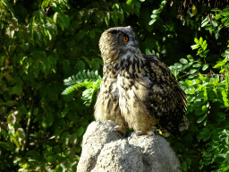 Owl during the Vrije Vlucht Voorstelling at the South America area at the Diergaarde Blijdorp zoo