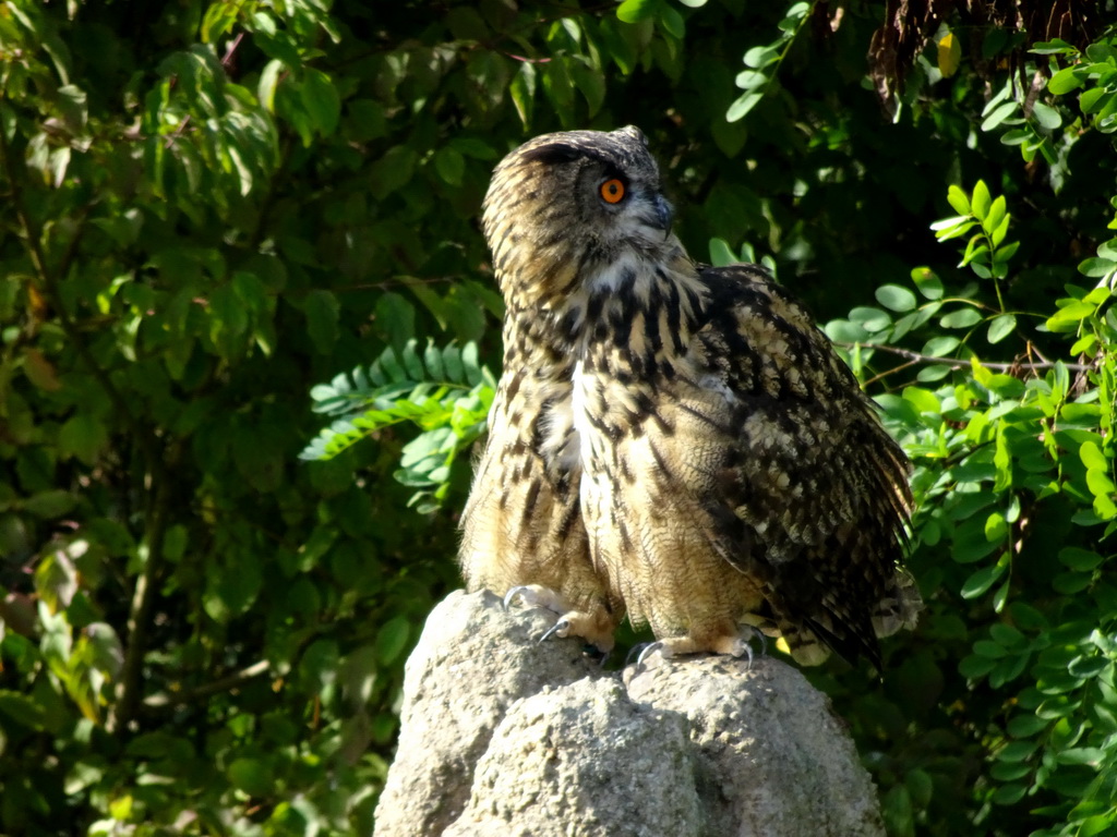 Owl during the Vrije Vlucht Voorstelling at the South America area at the Diergaarde Blijdorp zoo