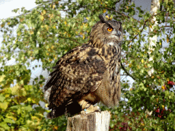 Owl during the Vrije Vlucht Voorstelling at the South America area at the Diergaarde Blijdorp zoo