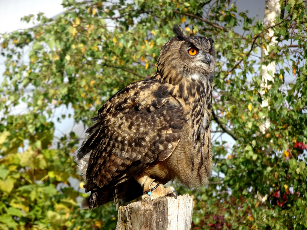 Owl during the Vrije Vlucht Voorstelling at the South America area at the Diergaarde Blijdorp zoo