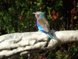 Lilac-breasted Roller during the Vrije Vlucht Voorstelling at the South America area at the Diergaarde Blijdorp zoo