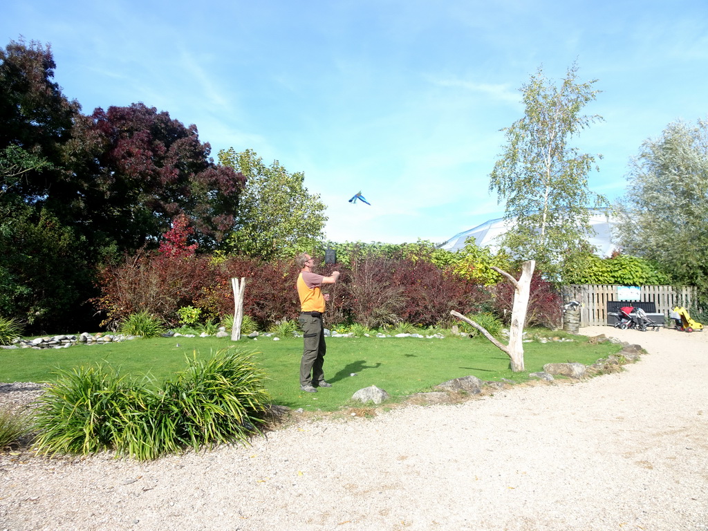 Zookeeper and a Lilac-breasted Roller during the Vrije Vlucht Voorstelling at the South America area at the Diergaarde Blijdorp zoo