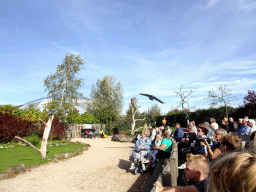 Hooded Vulture during the Vrije Vlucht Voorstelling at the South America area at the Diergaarde Blijdorp zoo