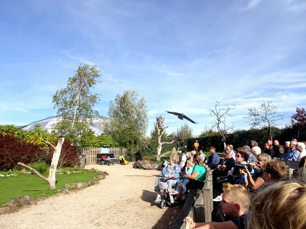 Hooded Vulture during the Vrije Vlucht Voorstelling at the South America area at the Diergaarde Blijdorp zoo