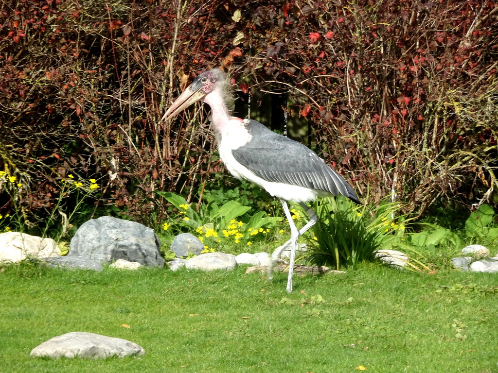 Marabou Stork during the Vrije Vlucht Voorstelling at the South America area at the Diergaarde Blijdorp zoo