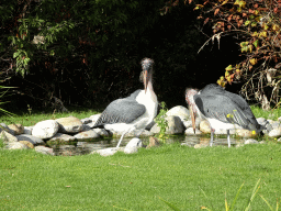 Marabou Storks during the Vrije Vlucht Voorstelling at the South America area at the Diergaarde Blijdorp zoo