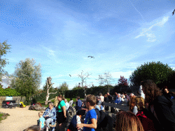 Black Kites and Marabou Storks right after the Vrije Vlucht Voorstelling at the South America area at the Diergaarde Blijdorp zoo