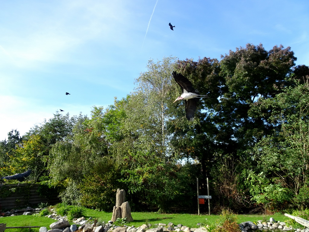 Black Kites and Marabou Storks right after the Vrije Vlucht Voorstelling at the South America area at the Diergaarde Blijdorp zoo