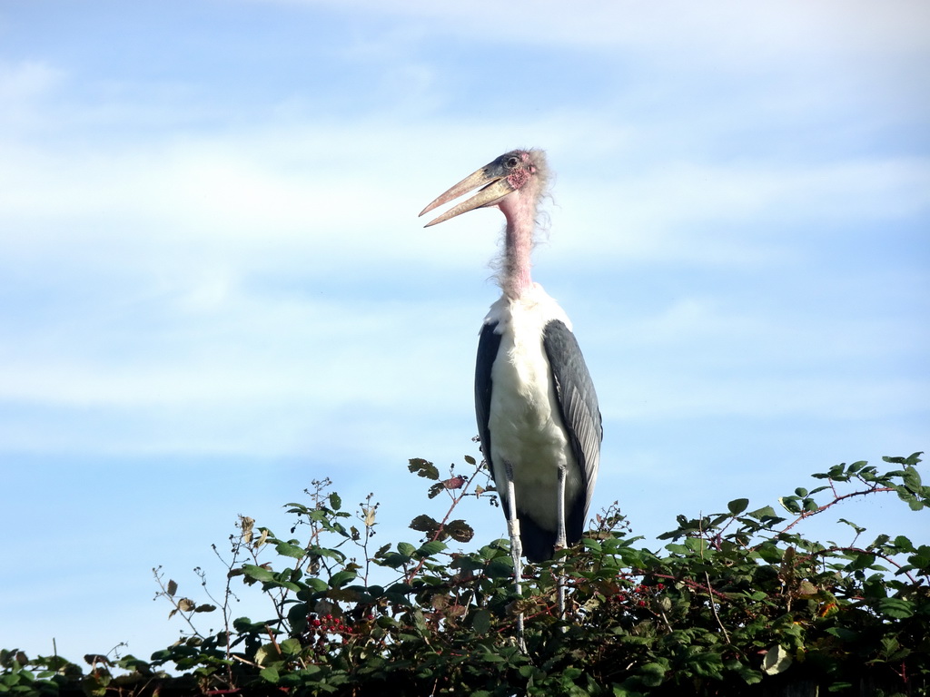 Marabou Stork right after the Vrije Vlucht Voorstelling at the South America area at the Diergaarde Blijdorp zoo