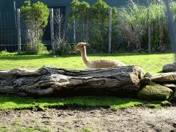 Vicuña at the South America area at the Diergaarde Blijdorp zoo