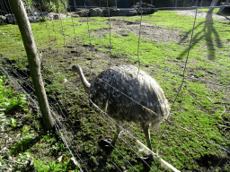 Darwin`s Rhea at the South America area at the Diergaarde Blijdorp zoo