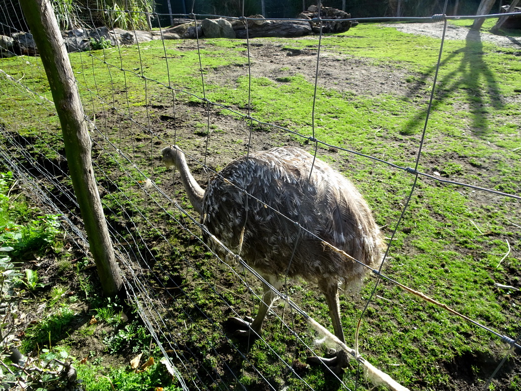 Darwin`s Rhea at the South America area at the Diergaarde Blijdorp zoo