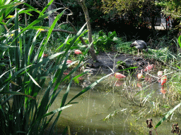 Scarlet Ibises and other birds at the Aviary at the South America area at the Diergaarde Blijdorp zoo