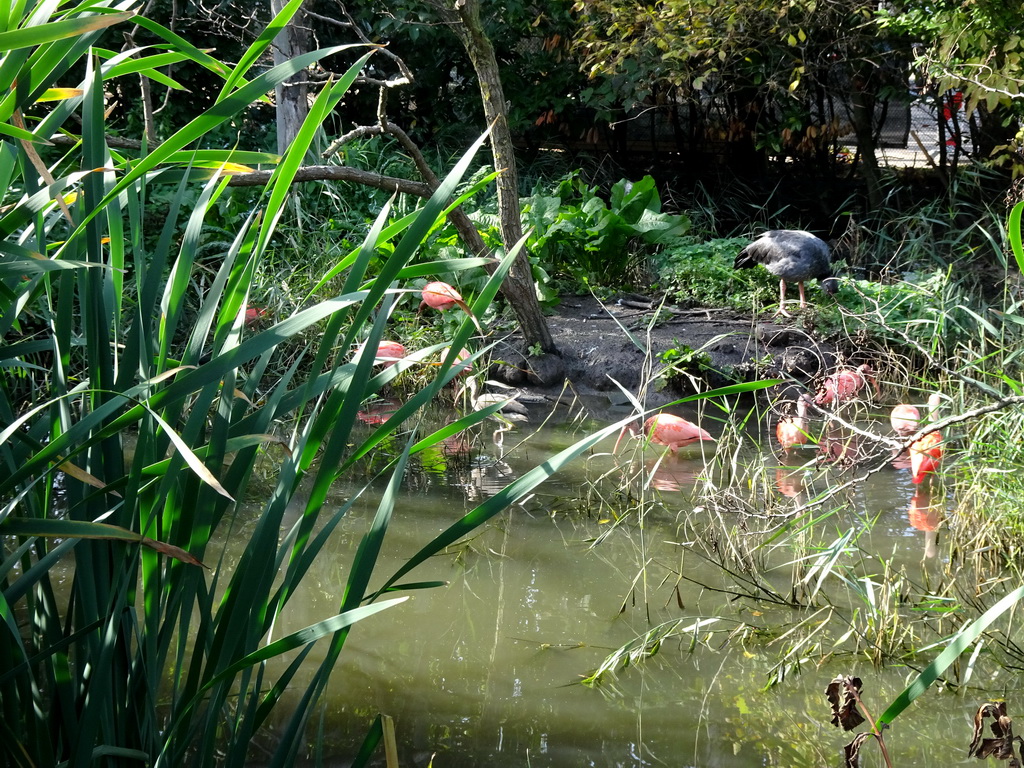 Scarlet Ibises and other birds at the Aviary at the South America area at the Diergaarde Blijdorp zoo