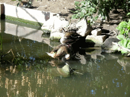 Ducks at the Aviary at the South America area at the Diergaarde Blijdorp zoo