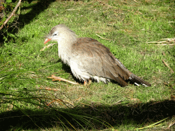 Red-legged Seriema at the Aviary at the South America area at the Diergaarde Blijdorp zoo