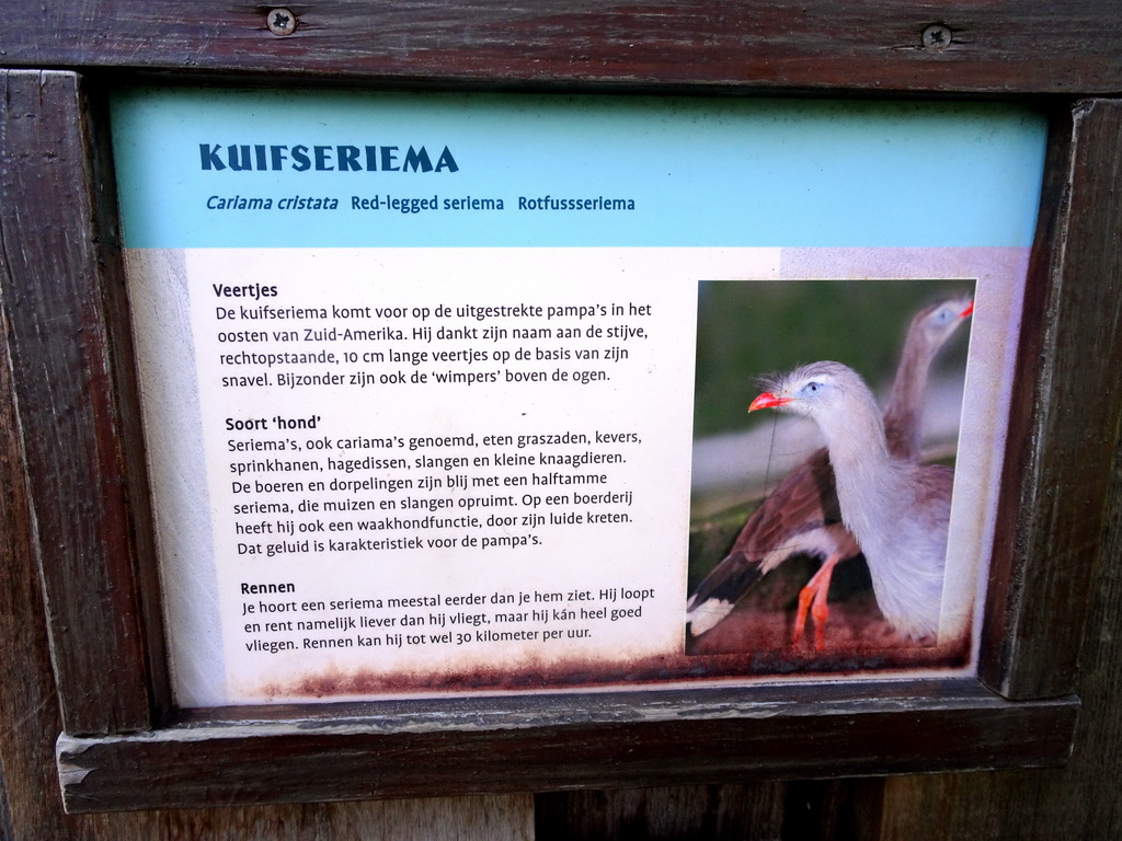 Explanation on the Red-legged Seriema at the Aviary at the South America area at the Diergaarde Blijdorp zoo