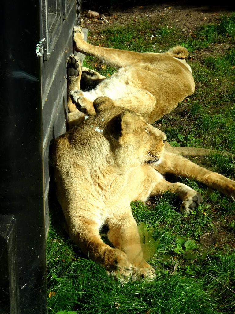 Asiatic Lions at the Asia area at the Diergaarde Blijdorp zoo