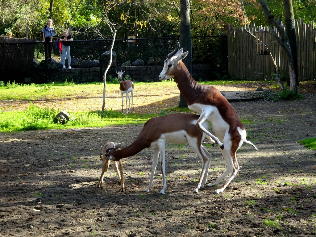 Mhorr Gazelles at the Africa area at the Diergaarde Blijdorp zoo