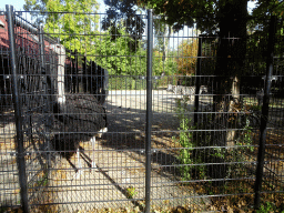 Ostrich and Chapman`s Zebras at the Africa area at the Diergaarde Blijdorp zoo