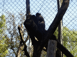 Monkeys at the Africa area at the Diergaarde Blijdorp zoo