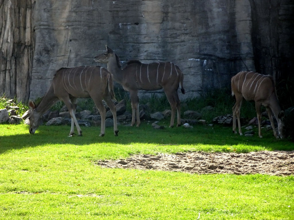 Greater Kudus at the Africa area at the Diergaarde Blijdorp zoo