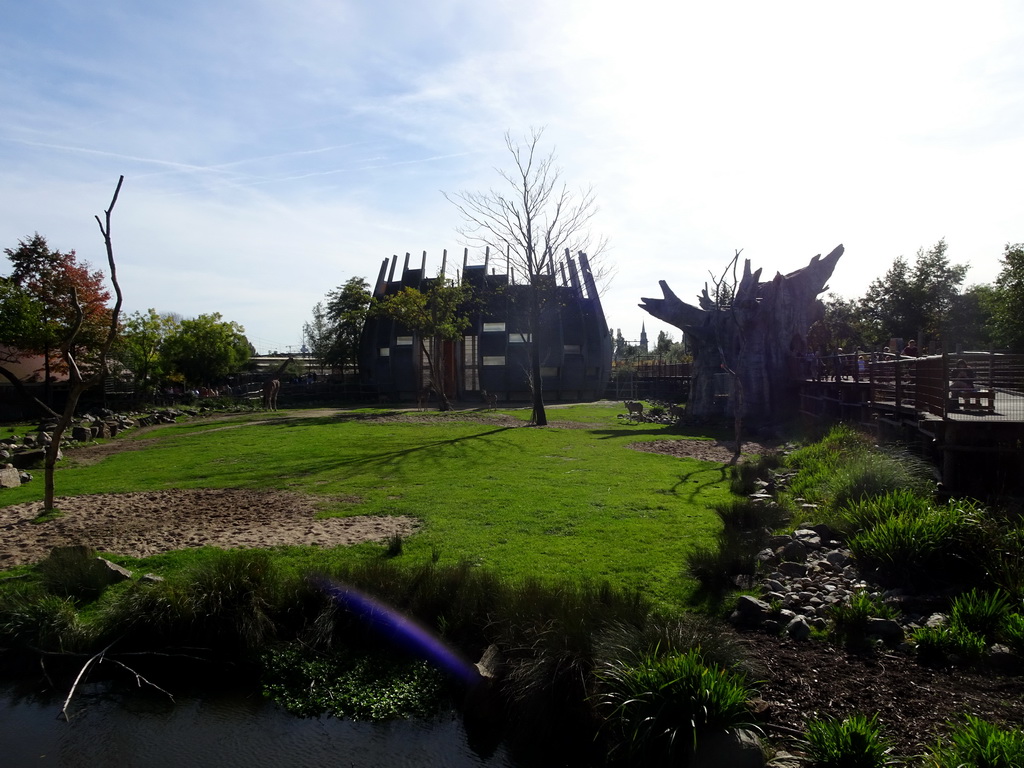 Giraffes and Greater Kudus at the Africa area at the Diergaarde Blijdorp zoo