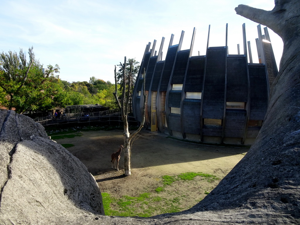 Giraffe at the Africa area at the Diergaarde Blijdorp zoo, viewed from the Tree of Life