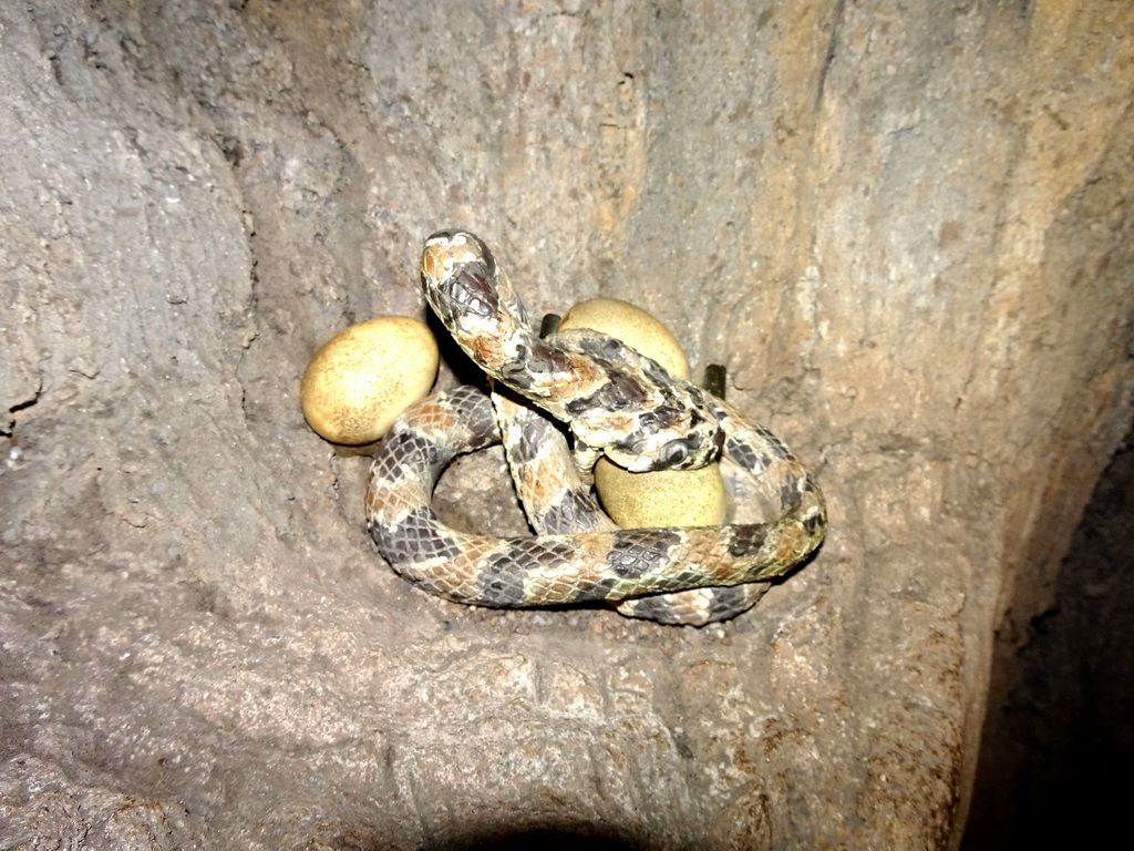 Statue of a snake with eggs at the Tree of Life at the Africa area at the Diergaarde Blijdorp zoo