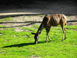 Greater Kudu at the Africa area at the Diergaarde Blijdorp zoo